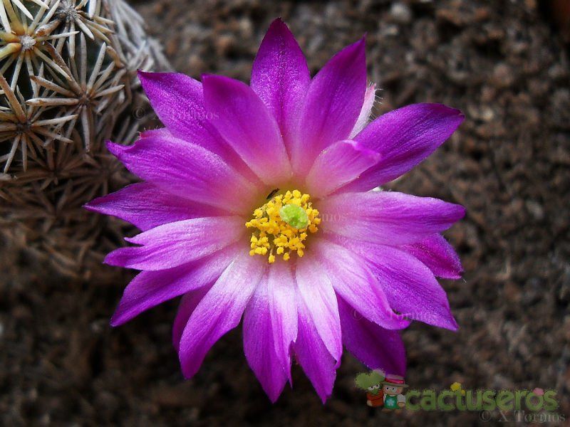 A photo of Escobaria minima