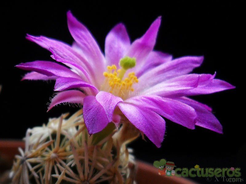 A photo of Escobaria minima