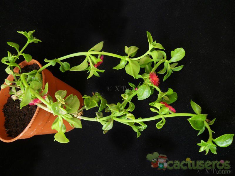 A photo of Mesembryanthemum cordifolium