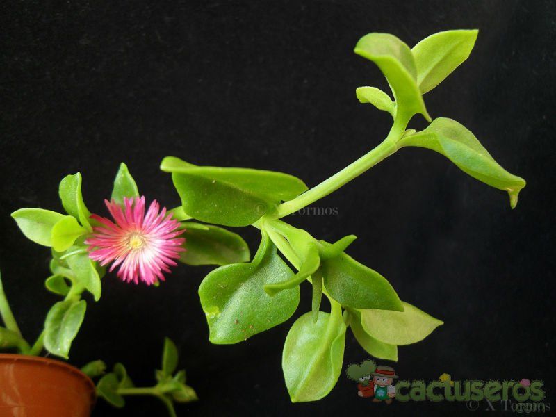 A photo of Mesembryanthemum cordifolium