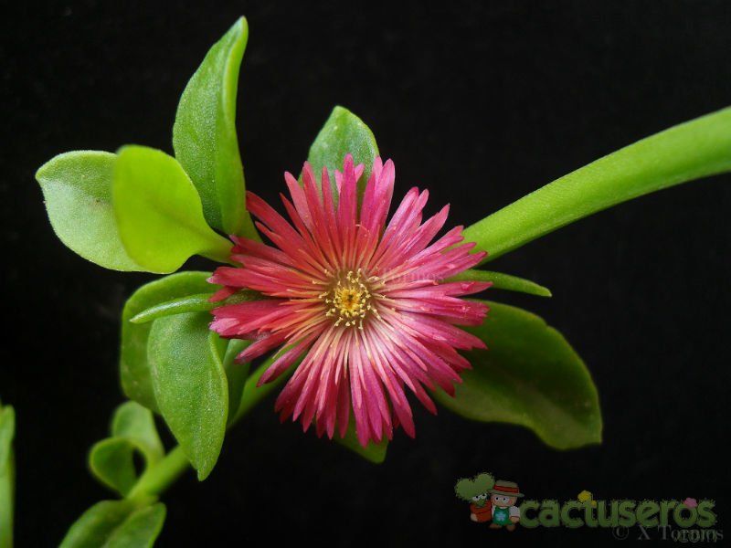 A photo of Mesembryanthemum cordifolium