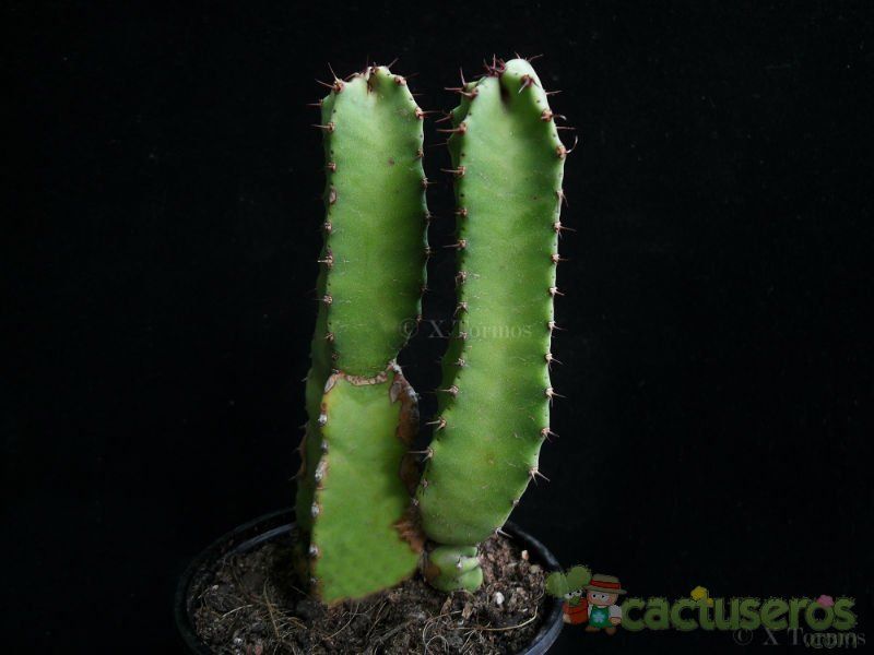 Una foto de Euphorbia resinifera