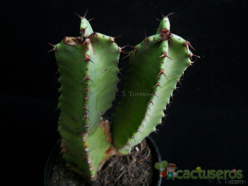 Una foto de Euphorbia resinifera
