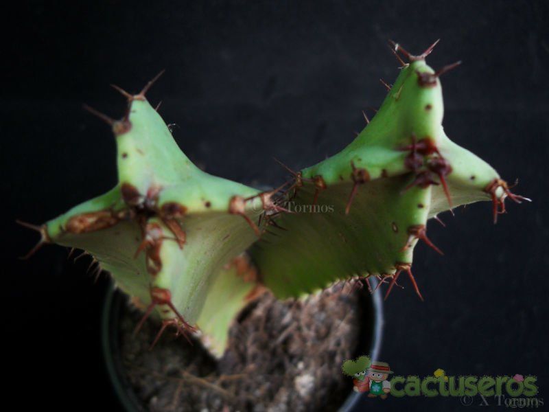 Una foto de Euphorbia resinifera