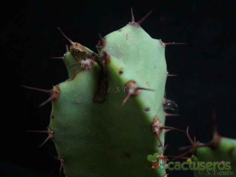 Una foto de Euphorbia resinifera