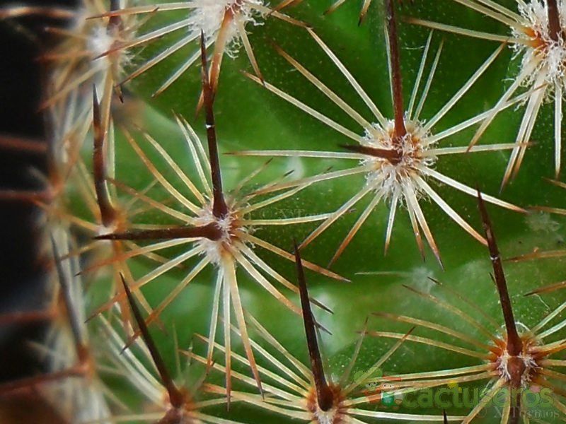 Una foto de Mammillaria matudae