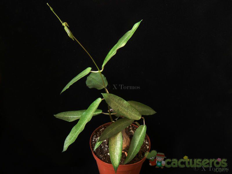 Una foto de Petopentia natalensis