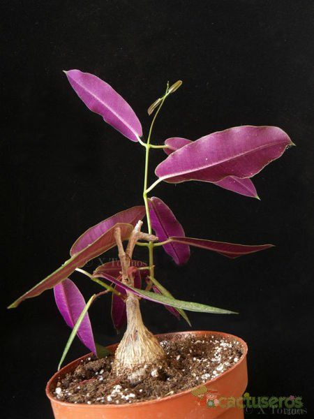 Una foto de Petopentia natalensis