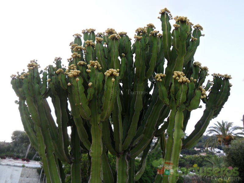 A photo of Euphorbia candelabrum