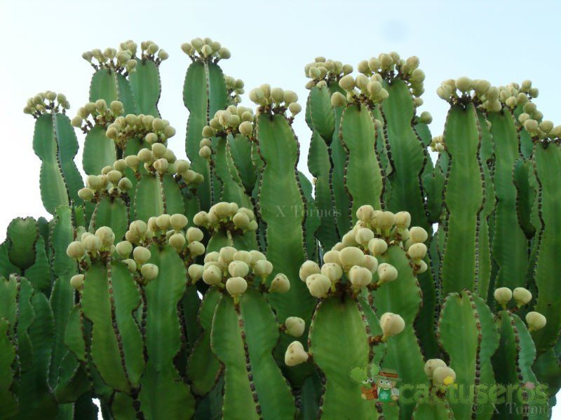 A photo of Euphorbia candelabrum