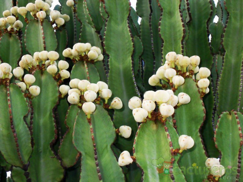 A photo of Euphorbia candelabrum