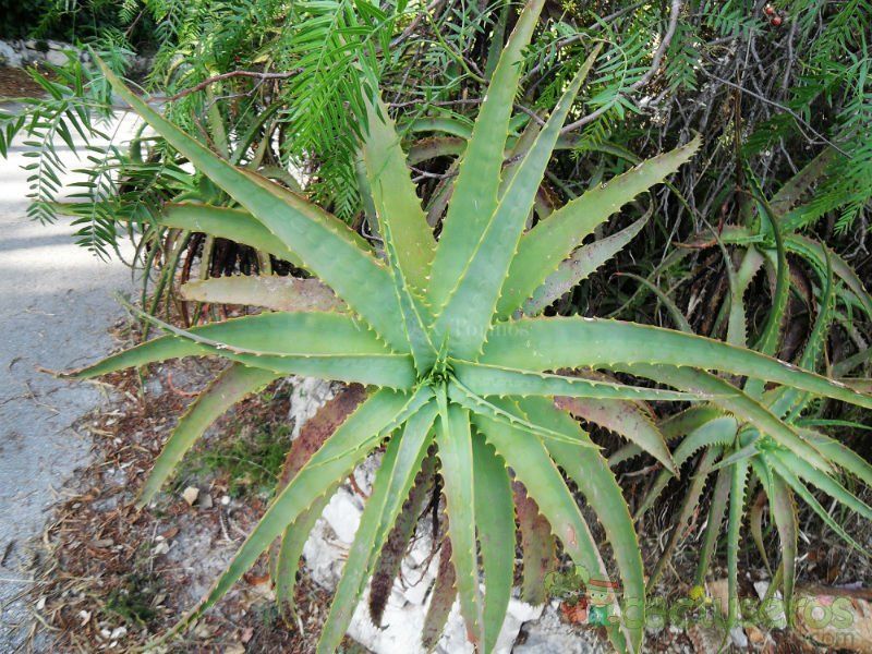 A photo of Aloe arborescens
