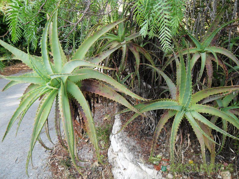 A photo of Aloe arborescens