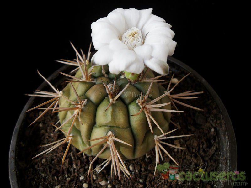 Una foto de Gymnocalycium eurypleurum
