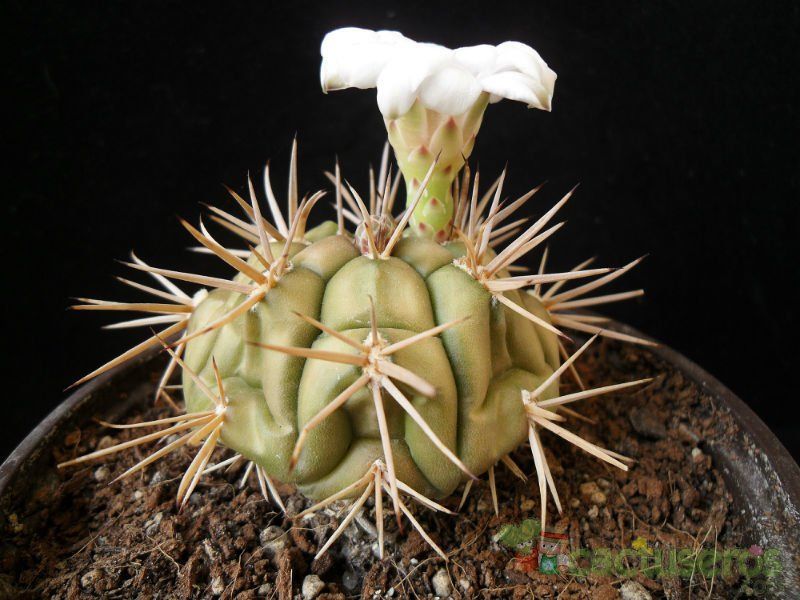 Una foto de Gymnocalycium eurypleurum