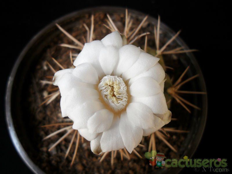 Una foto de Gymnocalycium eurypleurum