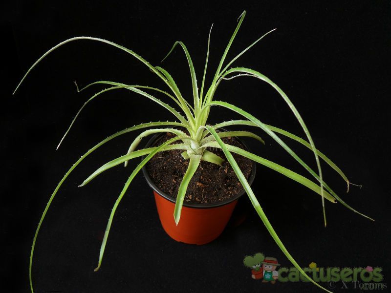 A photo of Aloe chortolirioides