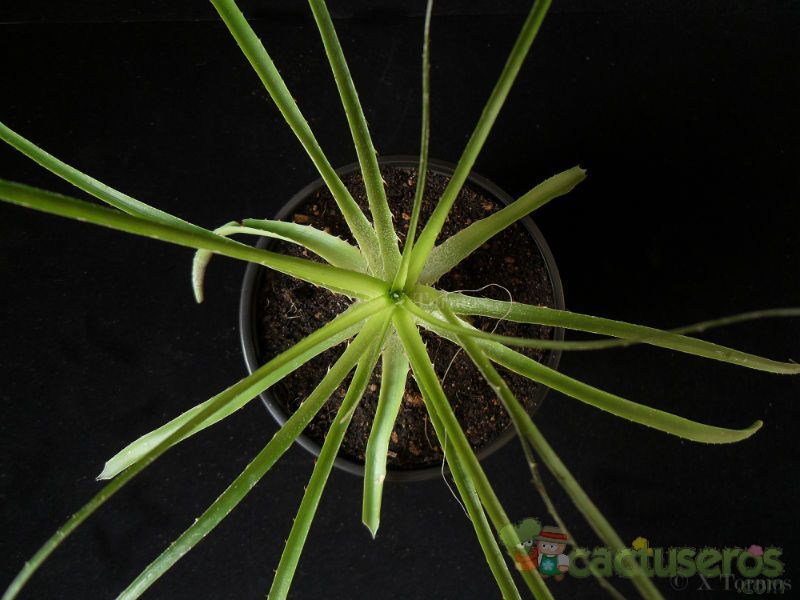 Una foto de Aloe chortolirioides
