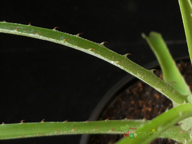Una foto de Aloe chortolirioides
