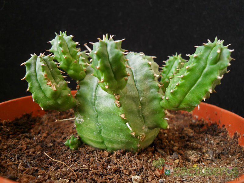 Una foto de Euphorbia pillansii  