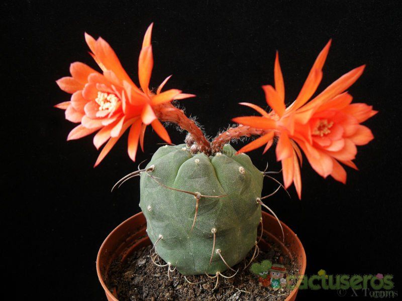A photo of Matucana madisoniorum