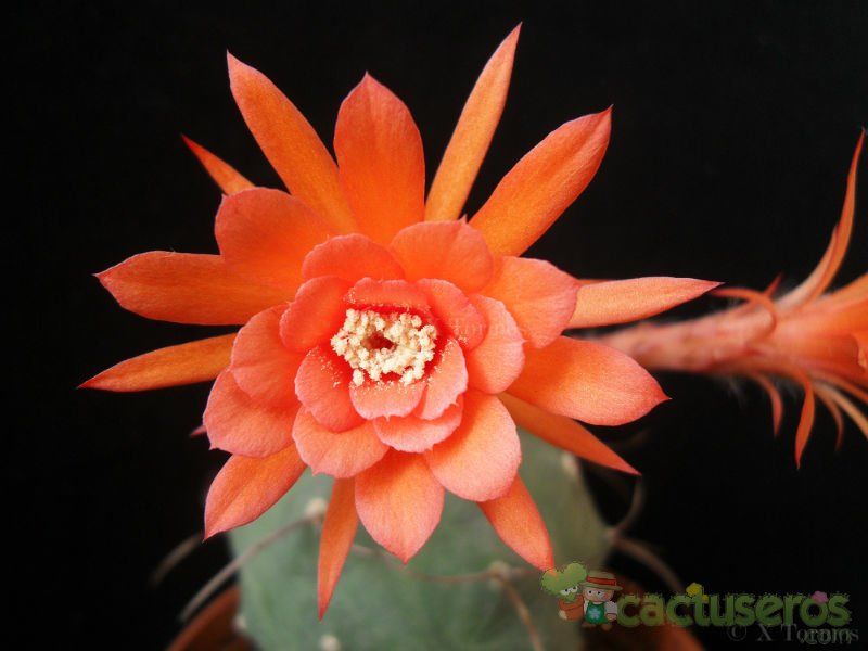 A photo of Matucana madisoniorum
