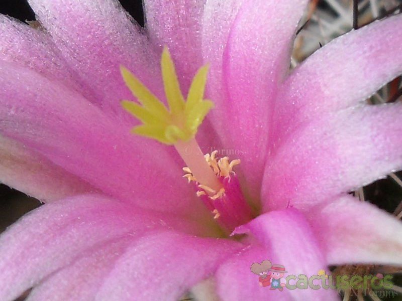 Una foto de Mammillaria sheldonii
