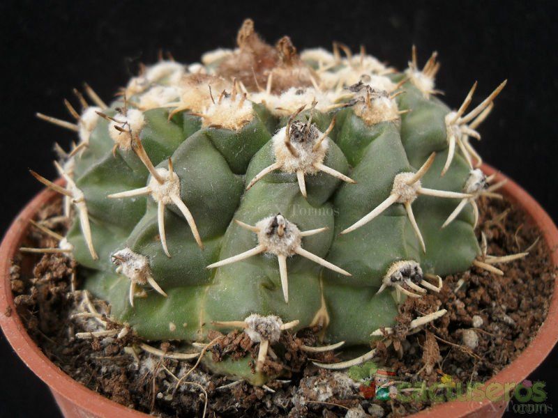 A photo of Parodia erinacea
