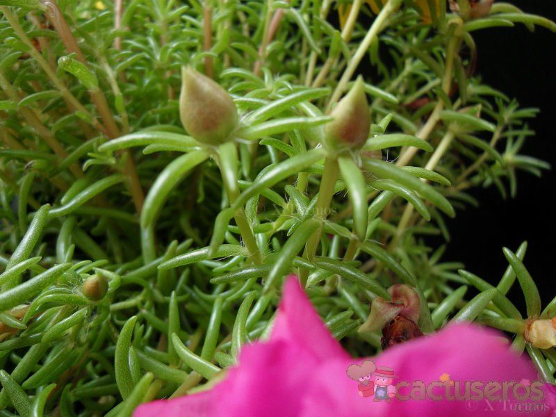 Una foto de Portulaca grandiflora
