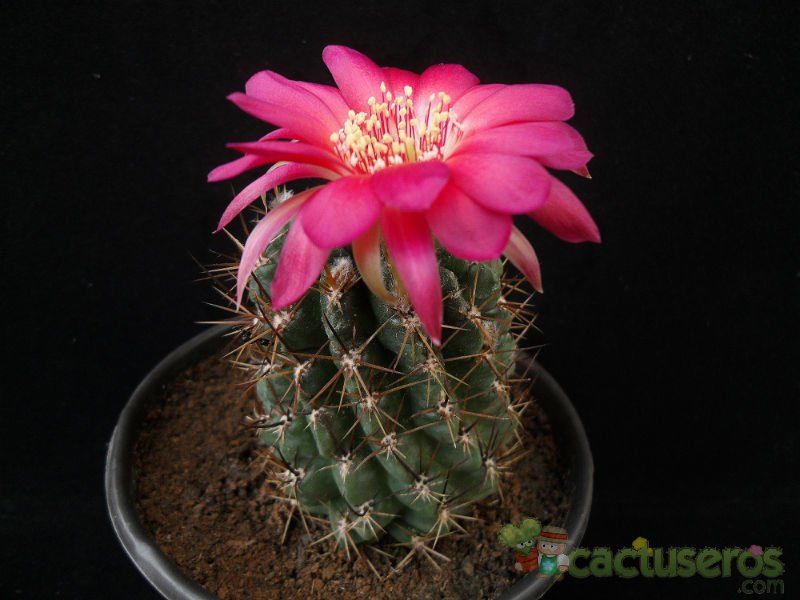 Una foto de Echinopsis maximiliana