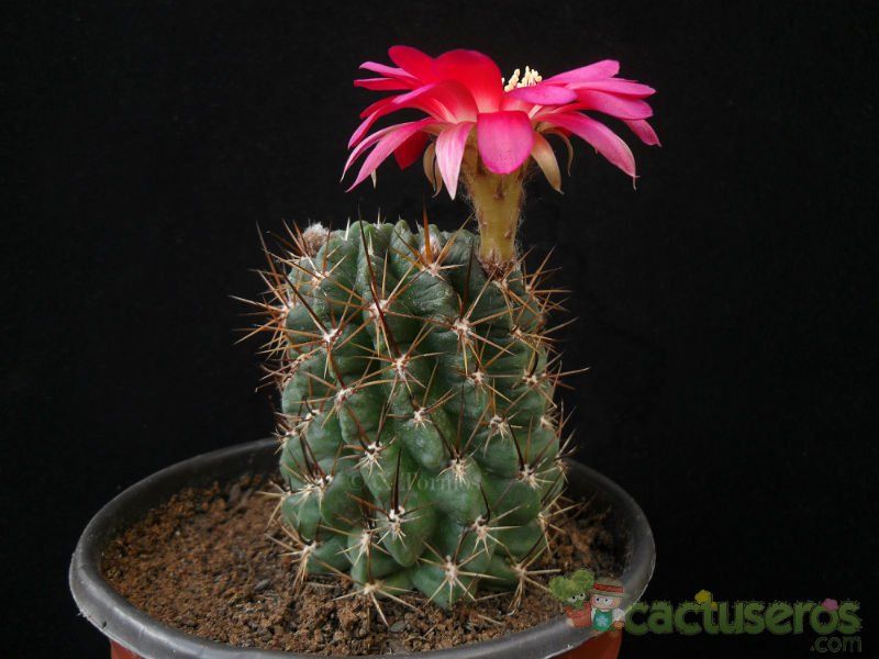 Una foto de Echinopsis maximiliana