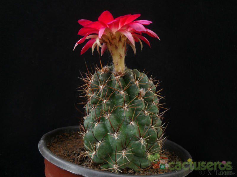 Una foto de Echinopsis maximiliana