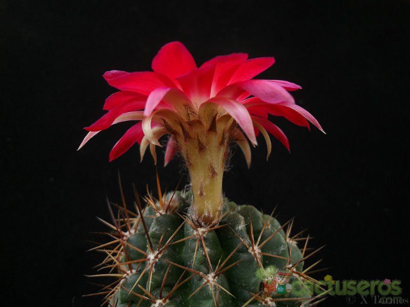 Una foto de Echinopsis maximiliana