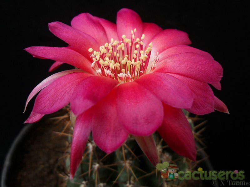 Una foto de Echinopsis maximiliana