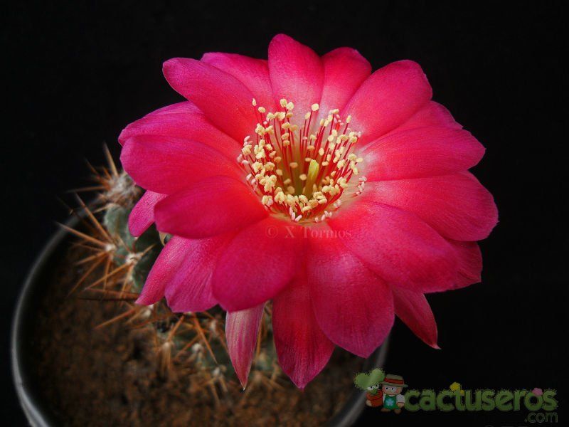 Una foto de Echinopsis maximiliana