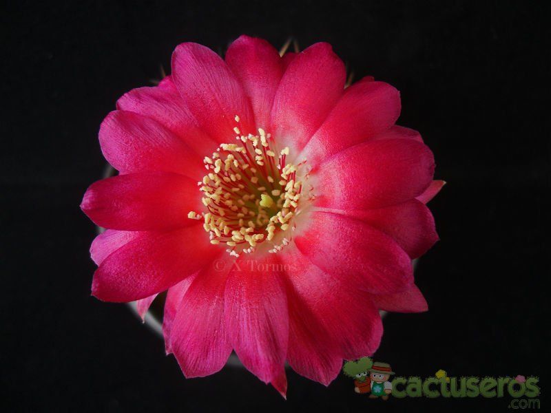 Una foto de Echinopsis maximiliana