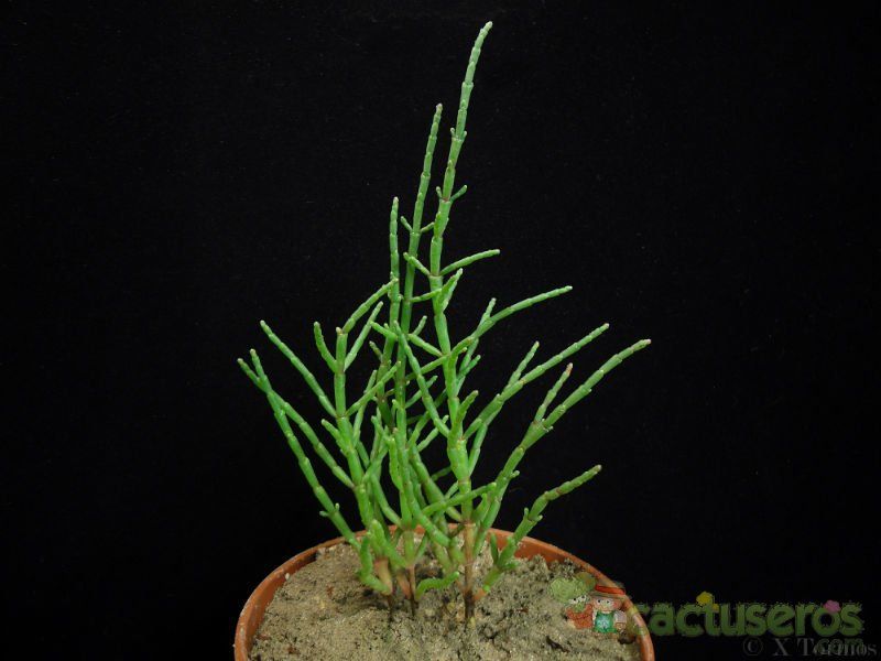 A photo of Salicornia europaea  