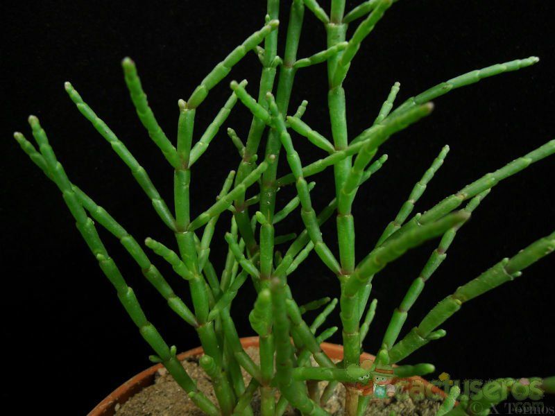 Una foto de Salicornia europaea  