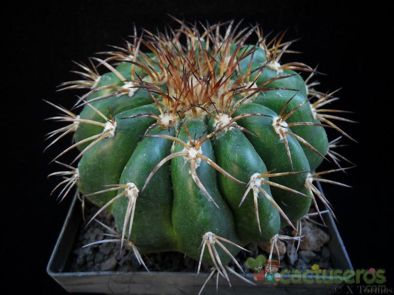 A photo of Discocactus placentiformis
