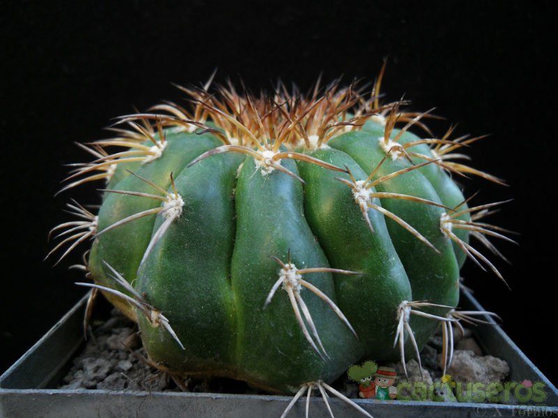 A photo of Discocactus placentiformis