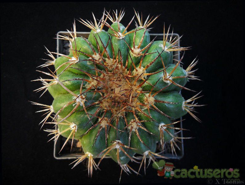 A photo of Discocactus placentiformis