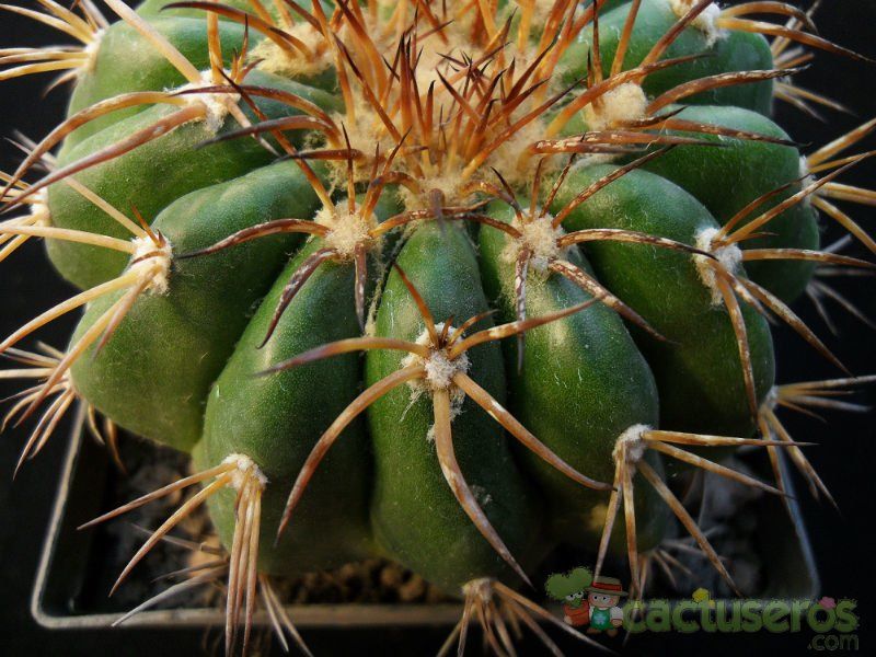 A photo of Discocactus placentiformis