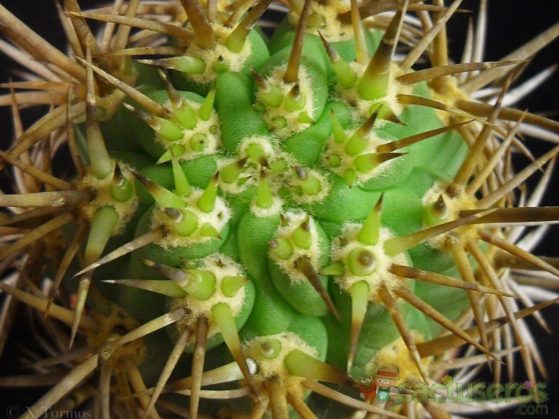 A photo of Echinopsis chiloensis
