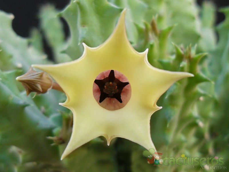 A photo of Huernia thuretii