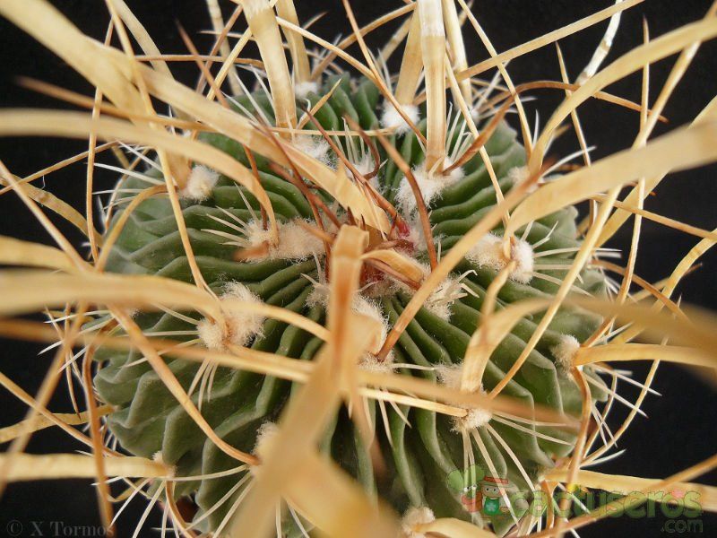 A photo of Stenocactus multicostatus subsp. zacatecasensis
