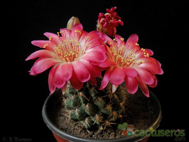 Una foto de Echinopsis maximiliana