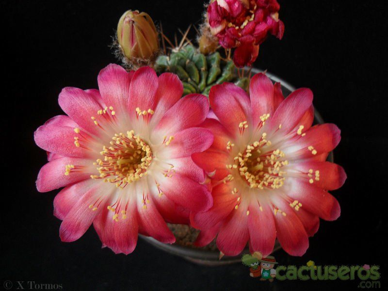Una foto de Echinopsis maximiliana