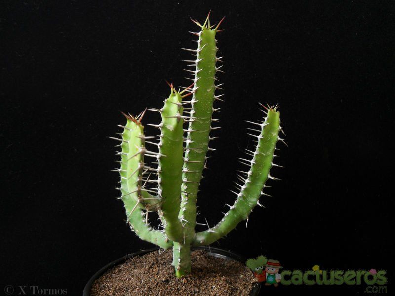 Una foto de Euphorbia evansii  