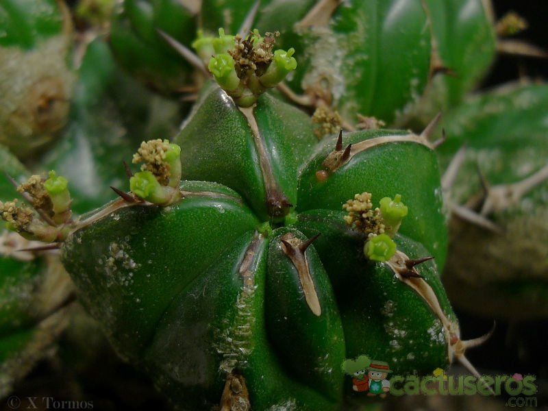 A photo of Euphorbia handiensis
