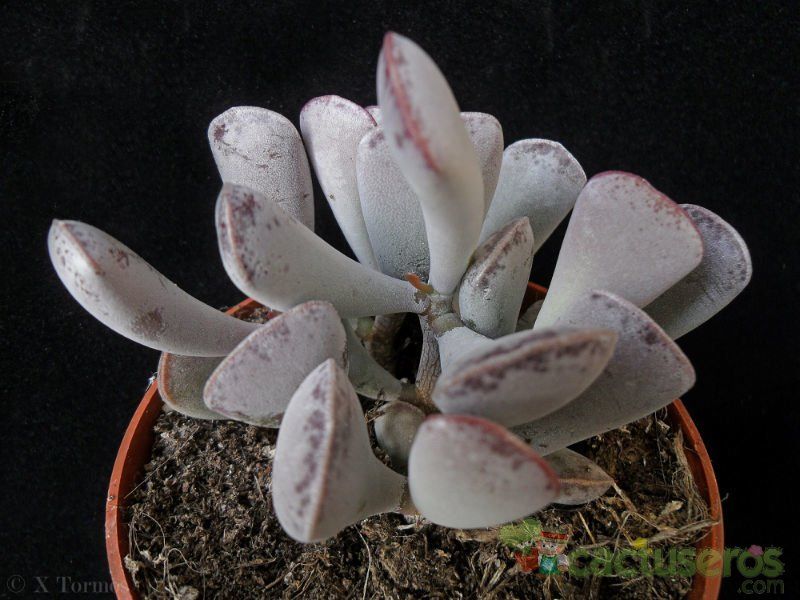 A photo of Adromischus triflorus  